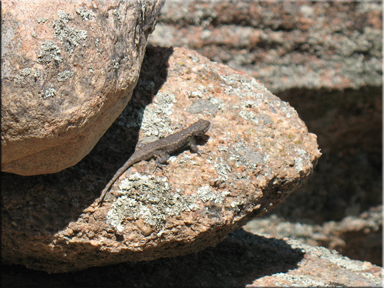 lizard