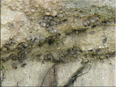 swallow nests
