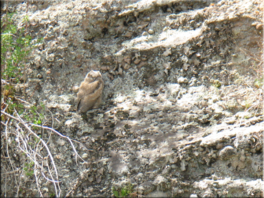 owlet