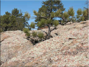 Pine growing in rocks