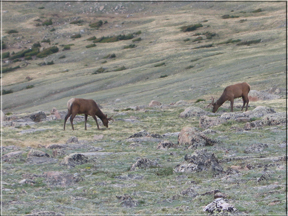 elk