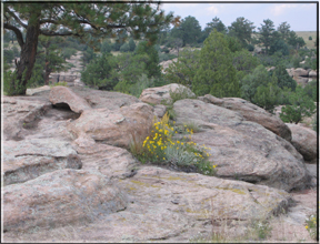Flowers growing in the rocks