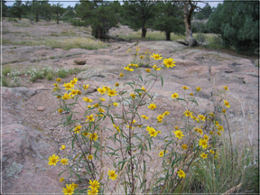 flowers growing in the rocks