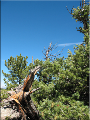 stump