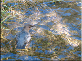 diving bird