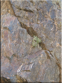 wildflowers growing in the rocks