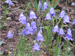 harebells or bluebells