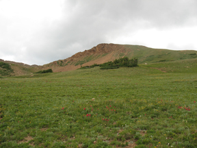 Field of wildflowers