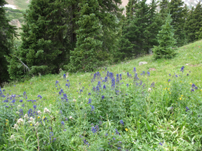 Flowers along the trail