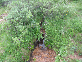 rivulet by the trail