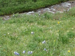 the stream the path follows