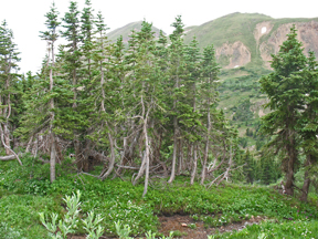 trees near tree line
