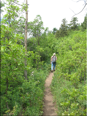 Path through bushes