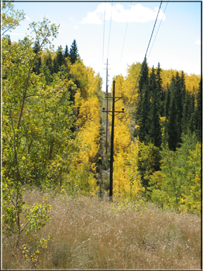 power line cut