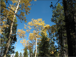 aspen against sky