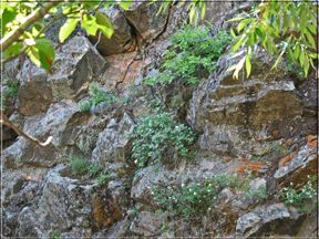 wild rock garden