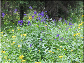 larkspur