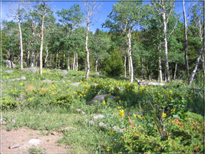 meadow