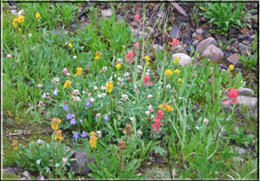 a medley of wildflowers