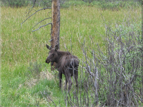 Moose calf