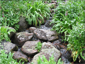 stream with primroses