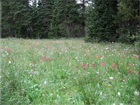 meadow with wildflowers