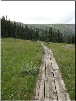 board path through wet place