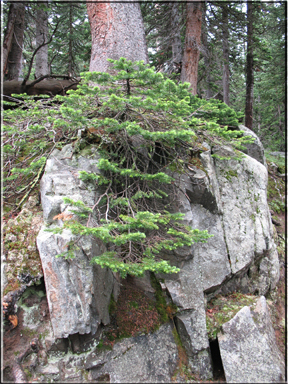conifer growing on rock