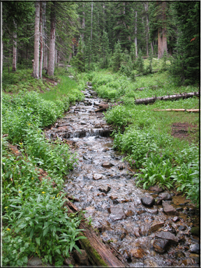 stream