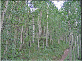 path through aspens