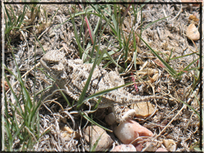 short-horned lizard