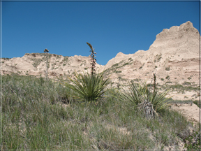 yucca in front of Pawnee cliffs