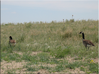 Canadian geese