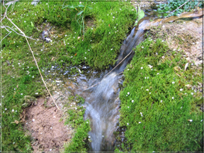 rivulet