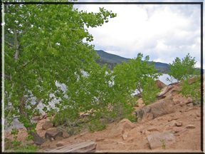 trees by Horsetooth Reservoir