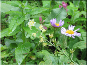 white flowers and asters