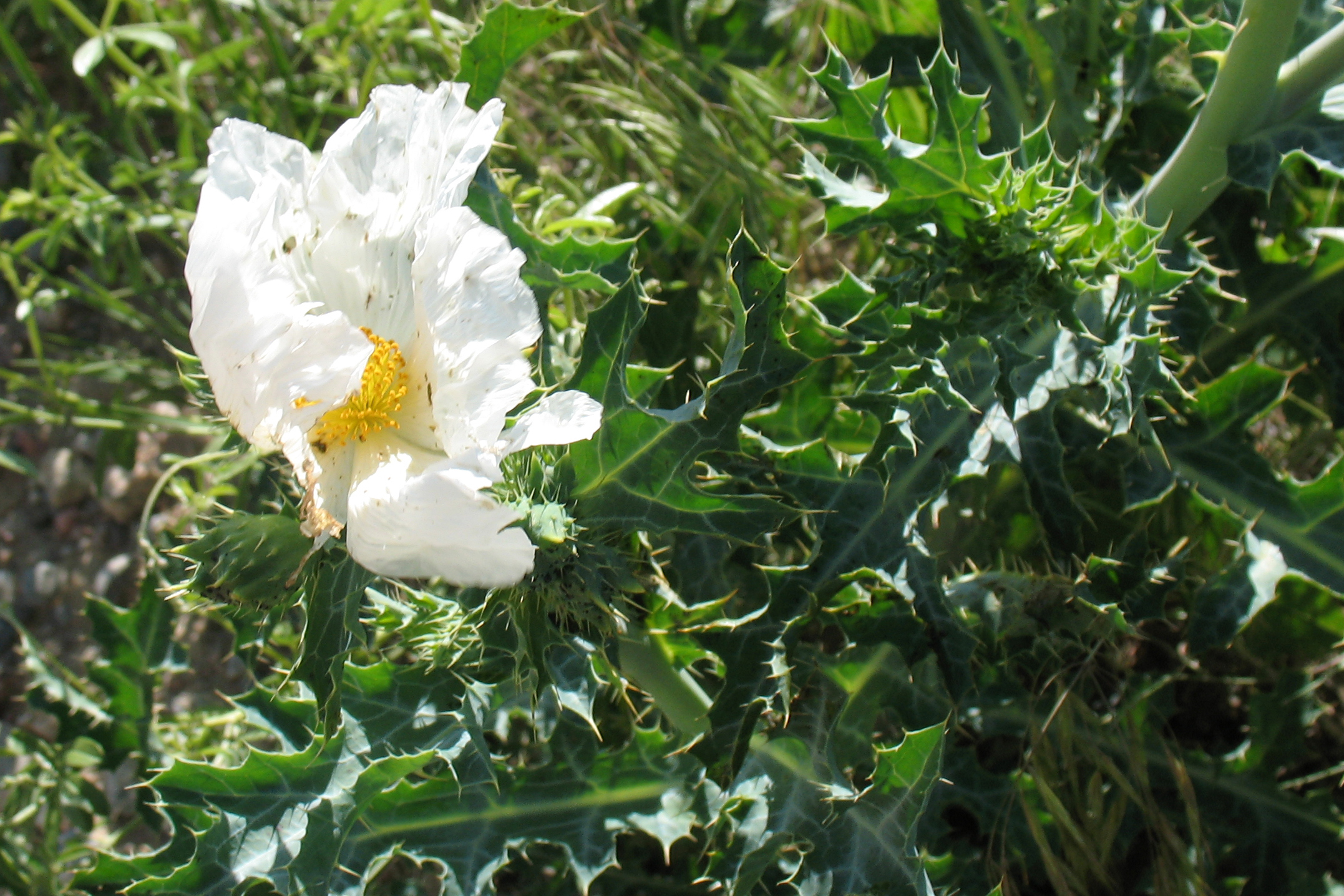 prickly poppy